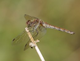 6L8A2703-DxO_Common_Darter_Dragonfly.jpg