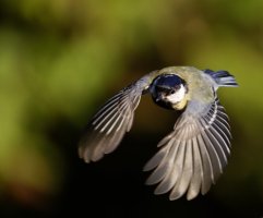 6L8A3265-DxO_Great_Tit_flying.jpg