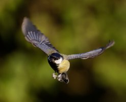 6L8A3266-DxO_Great_Tit_flying.jpg