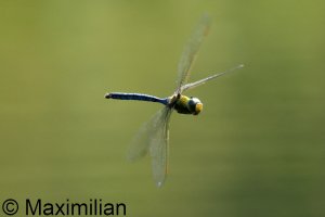 anax_2024_02.JPG
