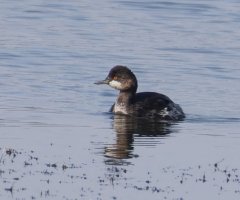 6L8A3479-DxO_Blacknecked_grebe.jpg