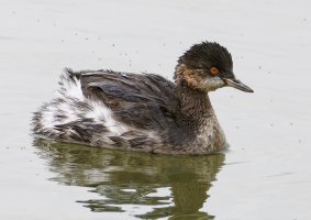 6L8A3578-DxO_Blacknecked_grebe_cv_LS1_crop.jpg