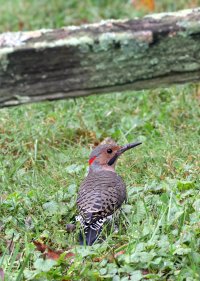 K41A0396-topaz-sharpen-denoise picasa fix.JPG