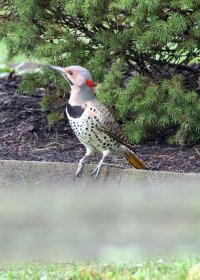 K41A0429-topaz-sharpen-denoise picasa fix.JPG