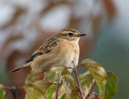 6L8A3880-DxO_Whinchat_LS1-tl.jpeg