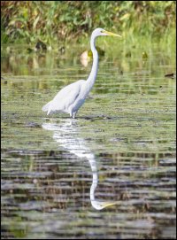 Great White Egret.jpg