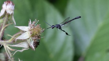 gasterruption neander_02.jpg