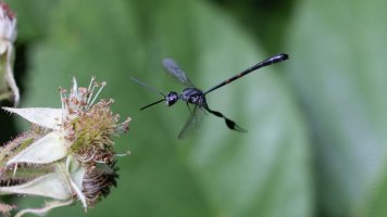 gasterruption neander.jpg