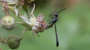 gasterruption neander_03.jpg