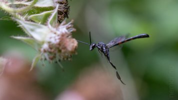 gasterruption neander_04.jpg