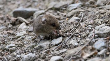 Waldmaus auf Weg_04.jpg