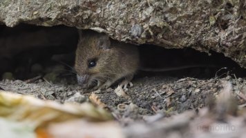 Waldmaus auf Weg_03.jpg