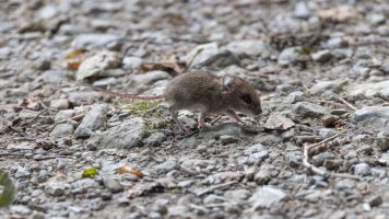 Waldmaus auf Weg_02.jpg