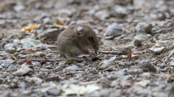 Waldmaus auf Weg.jpg