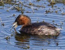 6L8A4213-DxO_little_grebe_swallowing_fish.jpg