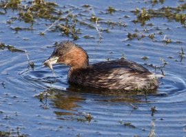 6L8A4219-DxO_Little_Grebe+Fish.jpg