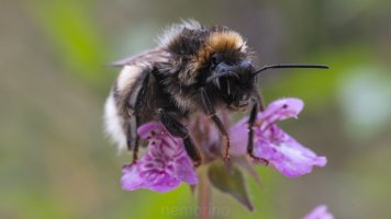 nasse hummeln_02.jpg