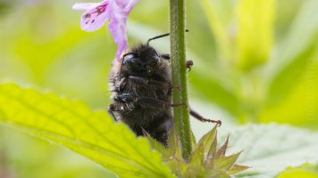 nasse hummeln_03.jpg