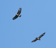 6L8A4659-DxO_two_buzzard_flying_g.jpg