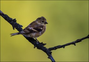 American Gold Finch in winter coat.jpg