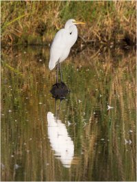 Egret.jpg