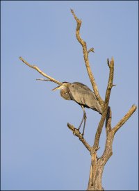 Great Blue Heron.jpg