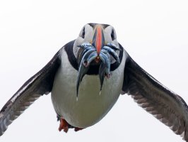 2B4A9310-DxO_puffin+sandeels_flying_face_on_ss.jpg