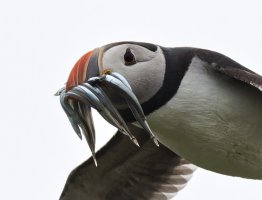 309A3304-DxO_Puffin_flying_with_sandeels_vg-ls-m_crop.jpeg