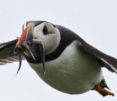 309A3738-DxO_puffin_flying_with_sandeels-ls-m_crop.jpeg
