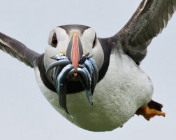 309A3912-DxO_Puffin_flying_with_sandeels_face_on_vg+mc-ls-m_crop.jpeg