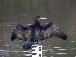 6L8A5060-DxO_Cormorant_spreading_wings_LS1.jpg