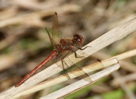 6L8A4743-DxO_Common_Darter_800mm.jpg