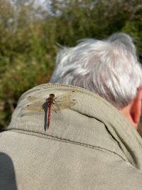 Darter on me IMG_4884.jpg