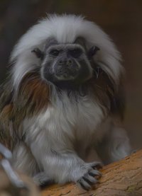 Cotton Top Tamarin.jpg