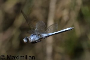 southern_skimmer_2024_04.JPG
