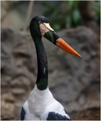 Saddle-billed Stork.jpg