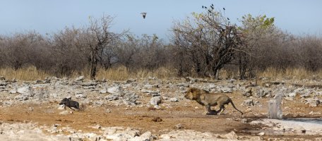 Lion chase hog 7125.jpg