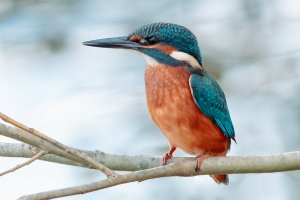 common_kingfisher.jpg