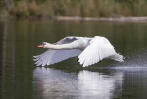 Mute Swan.jpg