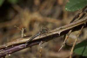 Common_Darter.jpg