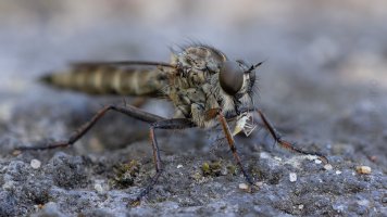 robberfly_04.jpg
