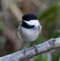 6L8A6358-DxO_Blackcapped_Chickadee_tdn.jpeg