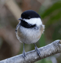 BlackCapped_chickadee.gif