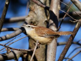 6L8A5426-DxO_Carolina_wren-lsss+ed.jpg