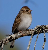 6L8A5979-DxO_Chipping_Sparrow.jpg