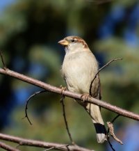 6L8A5432-DxO_house_Sparrow.jpg