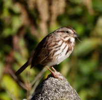 6L8A5922-DxO_song_sparrow.jpg