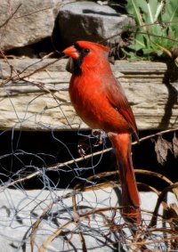 6L8A6240-DxO_Northern_Cardinal-upcrop.jpg