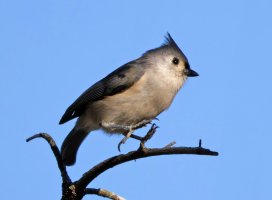 6L8A5561-DxO_Tufted_Titmouse_shed.jpg