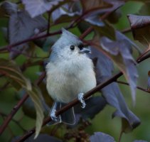 6L8A6109-DxO_Tufted_titmouse_ed4x.jpeg